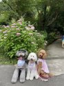スタンダードプードル【・女の子・2022年8月23日・ホワイト】