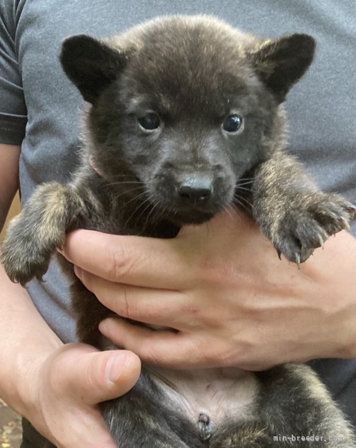 甲斐犬 静岡県 女の子 22年4月6日 中虎毛 とても人懐っこく 好奇心旺盛な女の子です みんなのブリーダー 子犬id 25 049