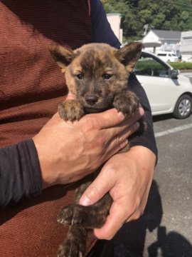 甲斐犬【静岡県・女の子・2021年8月20日・赤虎毛】の写真「やんちゃで好奇心旺盛な元気な女の子です。」