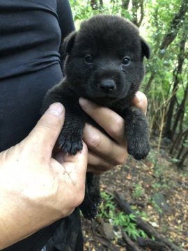 甲斐犬【静岡県・女の子・2021年7月3日・黒虎毛】の写真「元気な女の子です。」