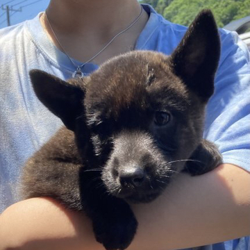 甲斐犬【静岡県・女の子・2022年4月6日・黒虎毛】の写真「とても人懐っこく、マイペースな女の子です。」