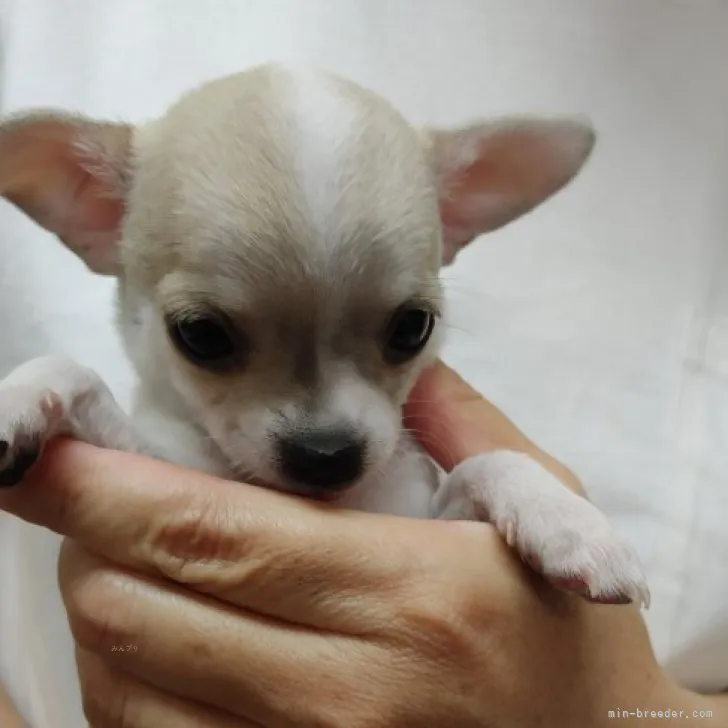 S.N 様のお迎えした子犬