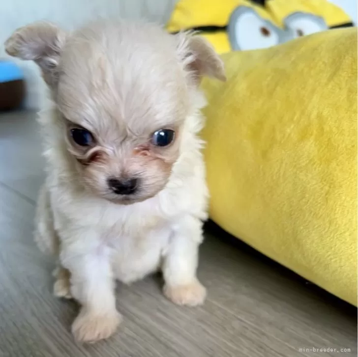 四人のかぁちゃん 様のお迎えした子犬