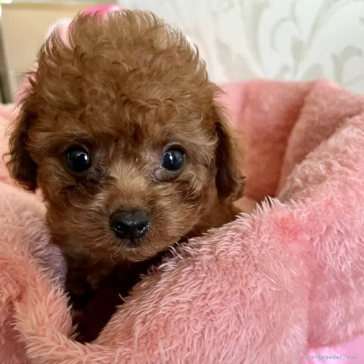 まりちゃん 様のお迎えした子犬