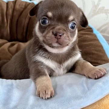 チワワ(スムース)【福岡県・男の子・2024年9月27日・チョコタンホワイト】の写真「もちもち」