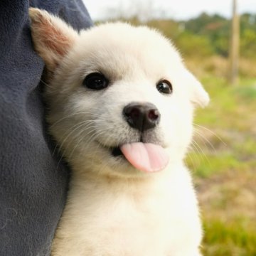 柴犬(豆柴)【千葉県・男の子・2024年7月5日・白】の写真「元気ハツラツ！とっても小さな男の子♪」