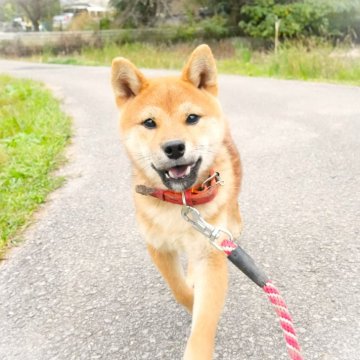 柴犬(標準サイズ)【千葉県・男の子・2024年4月14日・赤】の写真「元気で可愛い赤柴男子♪」