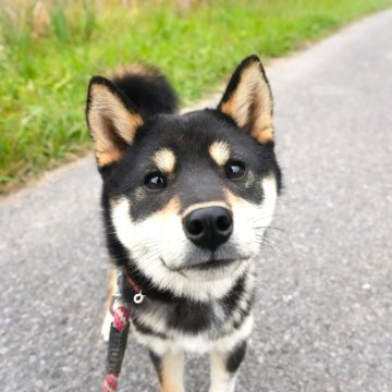 柴犬(標準サイズ)【千葉県・男の子・2024年4月14日・黒】の写真「きれいな配色の男の子」