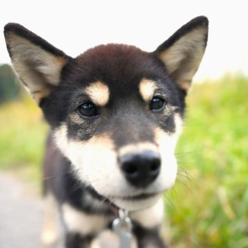 柴犬(標準サイズ)【千葉県・男の子・2024年5月23日・黒】の写真「♪わんぱくくいしんぼう♪」