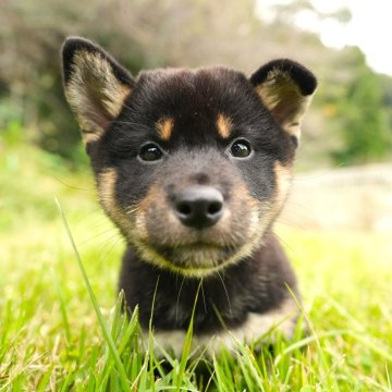 柴犬(標準サイズ)【千葉県・男の子・2024年9月8日・黒】の写真「ずっしり可愛い黒柴くん」