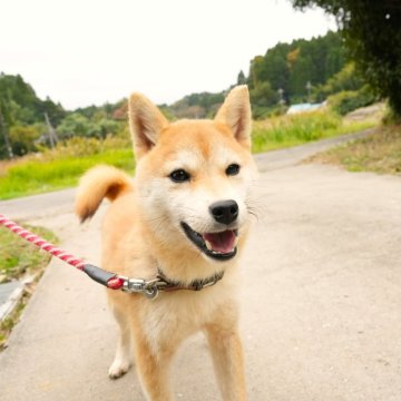 柴犬(標準サイズ)【千葉県・女の子・2024年4月14日・赤】の写真「愛嬌あふれる女の子♪小ぶり」