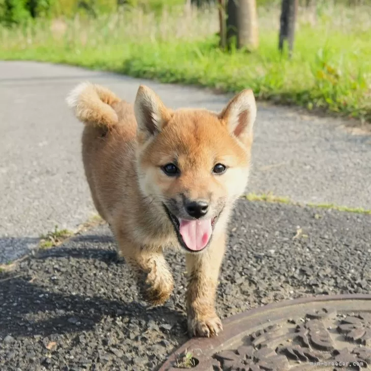 柴犬(標準サイズ)【千葉県・女の子・2024年3月3日・赤】の写真1