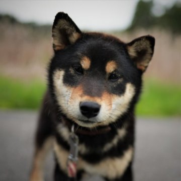 柴犬(標準サイズ)【千葉県・女の子・2022年8月26日・黒】の写真「おっとり可愛い！黒柴娘♪」