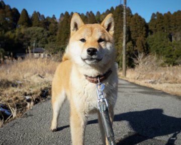 柴犬(標準サイズ)【千葉県・男の子・2021年5月11日・赤】の写真「とにかくカワイイのですが事情があります」