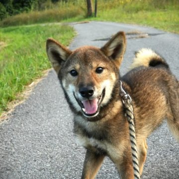 柴犬(豆柴)【千葉県・男の子・2023年3月16日・胡麻】の写真「小ぶりの胡麻柴！」