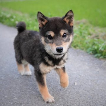 柴犬(豆柴)【千葉県・男の子・2022年12月9日・黒】の写真「元気で可愛い♪」