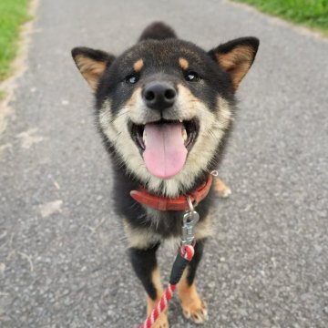 柴犬(標準サイズ)【千葉県・男の子・2023年8月25日・黒】の写真「なつっこい黒柴男子」