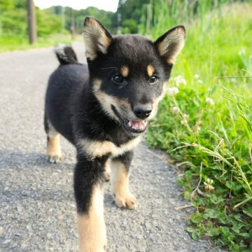 柴犬(標準サイズ)【千葉県・男の子・2024年3月3日・黒】の写真「カワイイ♪元気いっぱい黒柴男！」