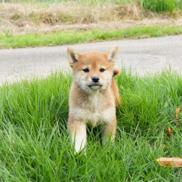 柴犬(標準サイズ)【千葉県・女の子・2024年3月15日・赤】の写真「くつした履いて可愛いね♪」