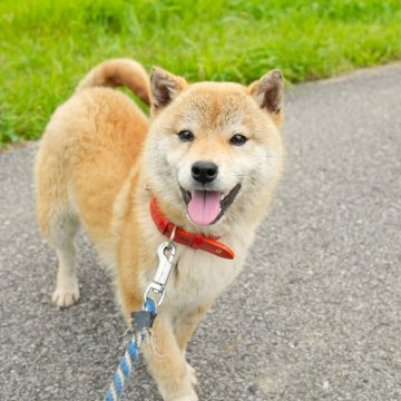 柴犬(標準サイズ)【千葉県・男の子・2023年9月23日・赤】の写真「少し控えめなカワイイ男の子」