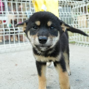 柴犬(豆柴)【千葉県・女の子・2023年8月4日・黒】の写真「カワイイ♪小ぶりな黒柴娘！」