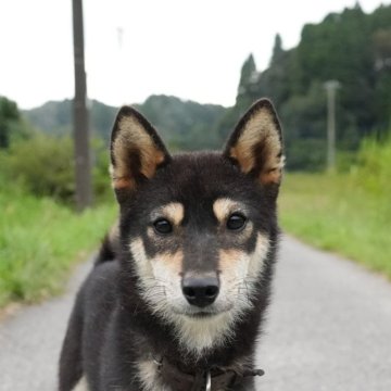 柴犬(標準サイズ)【千葉県・男の子・2022年12月9日・黒】の写真「なつっこい黒柴男子」