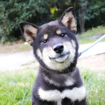 柴犬(標準サイズ)【千葉県・男の子・2023年4月22日・黒】の写真「可愛い男の子」