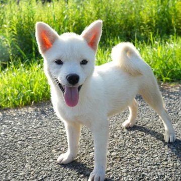 柴犬(豆柴)【千葉県・女の子・2024年5月23日・白】の写真「小さな白柴娘♪」