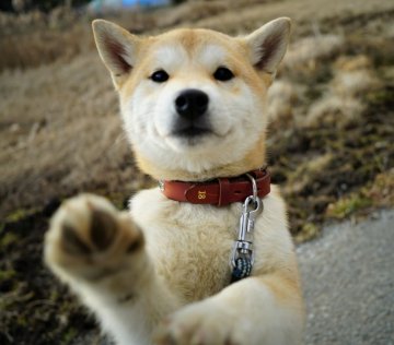 柴犬(標準サイズ)【千葉県・女の子・2021年10月18日・赤】の写真「カワイイ♪はねこんま♫」