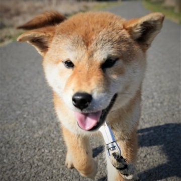 柴犬(標準サイズ)【千葉県・女の子・2022年8月26日・赤】の写真「愛嬌たっぷりの小さい仔」