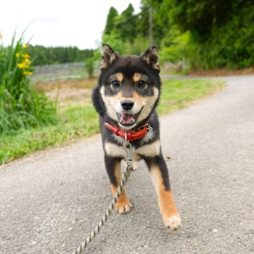 柴犬(豆柴)【千葉県・男の子・2023年11月2日・黒】の写真「かわいい小さい男の子♪」