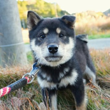 柴犬(標準サイズ)【千葉県・男の子・2023年8月4日・黒】の写真「カワイイ♪落ち着いた黒柴男！」