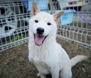 柴犬(標準サイズ)【千葉県・男の子・2021年6月28日・白】の写真「しっぽの振りが何ともカワイイ♪」