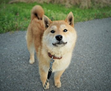 柴犬(標準サイズ)【千葉県・女の子・2021年9月2日・赤】の写真「少し小ぶり　元気な女の子」