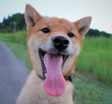 柴犬(標準サイズ)【千葉県・男の子・2021年1月14日・赤】の写真「端正な顔立ち、ちょっと甘えん坊さん」