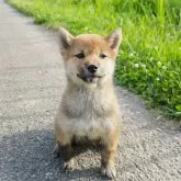 柴犬(標準サイズ)【千葉県・女の子・2024年3月3日・赤】の写真3