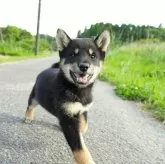 柴犬(標準サイズ)【千葉県・男の子・2024年3月3日・黒】の写真4