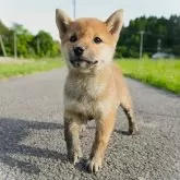 柴犬(標準サイズ)【千葉県・女の子・2024年3月3日・赤】の写真4