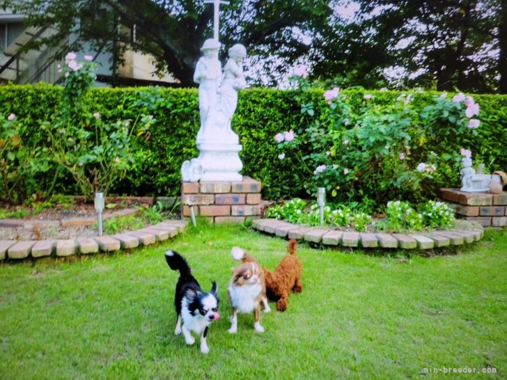 親犬達は最高の環境での飼育そして健康に配慮して元気に生活しております。｜江田　大介(こうだ　だいすけ)ブリーダー(福岡県・トイプードルなど・JKC登録)の紹介写真3