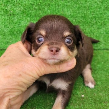 チワワ(ロング)【福岡県・男の子・2024年12月15日・チョコタン】の写真「オメメパッチリ可愛いチワワちゃん✨️」