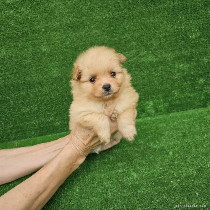 ニシ 様のお迎えした子犬