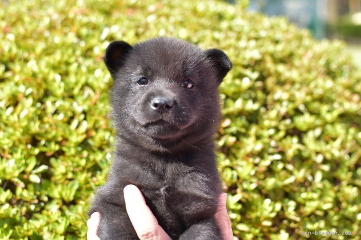 甲斐犬 男の子 黒虎 08 16生まれ 福岡県 子犬id 09 両親に似て人懐っこく大人しい性格です みんなのブリーダー