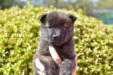 甲斐犬【福岡県・女の子・2020年8月16日・黒虎】の写真「両親に似て人懐っこく大人しい性格です。」