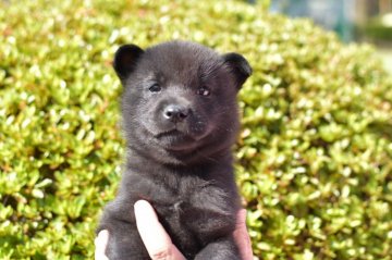 甲斐犬【福岡県・男の子・2020年8月16日・黒虎】の写真「両親に似て人懐っこく大人しい性格です」