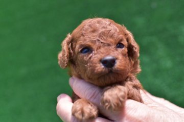 トイプードル(タイニー)【福岡県・男の子・2020年5月20日・レッド】の写真「色素の濃ゆいお目々パッチリのイケメン君です。」