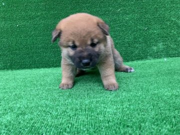 柴犬(標準サイズ)【福岡県・女の子・2021年5月14日・赤】の写真「お母さんに似て小ぶりで人懐っこい性格です✨😊」