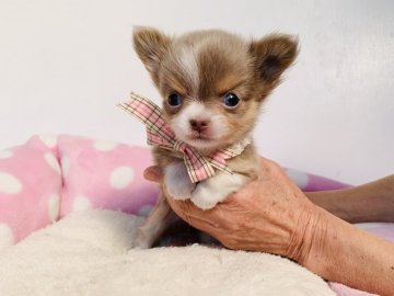 チワワ(ロング)【福岡県・女の子・2020年9月11日・イザベラタン】の写真「超希少な毛色の可愛いチワワちゃん✨」