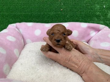 トイプードル(タイニー)【福岡県・男の子・2021年6月13日・レッド】の写真「お目々クリクリのかわいい男の子です😊✨」