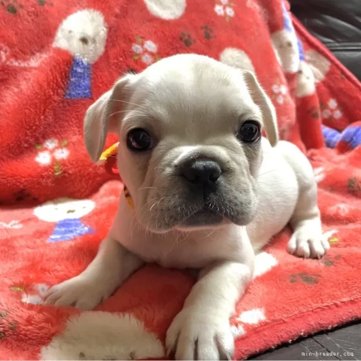 コテツ 様のお迎えした子犬