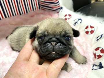 パグ【佐賀県・男の子・2020年12月25日・フォーン】の写真「可愛いお顔の男の子💕」